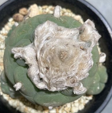 Lophophora williamsii var. decipiens seeds