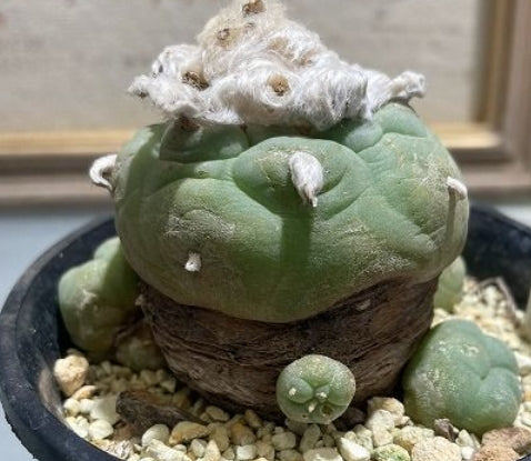 Lophophora williamsii var. decipiens seeds
