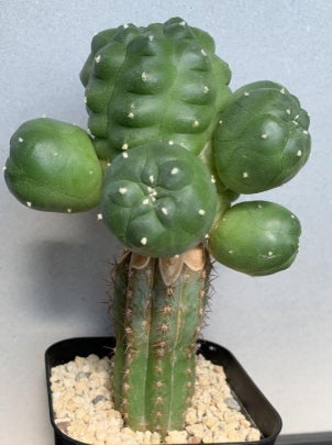 Lophophora Williamsii var. jourdaniana seeds