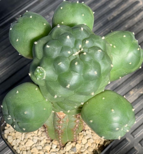 Lophophora Williamsii var. jourdaniana seeds