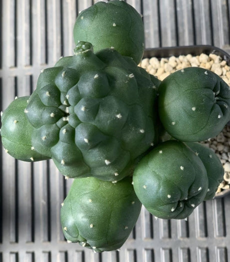 Lophophora Williamsii var. jourdaniana seeds
