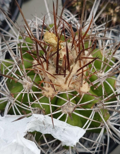 Copiapoa Aritocostata seeds