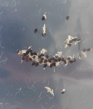 Copiapoa Aritocostata seeds