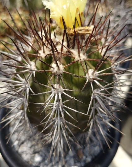 Copiapoa rupestris seeds