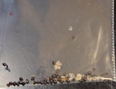 Copiapoa rupestris seeds