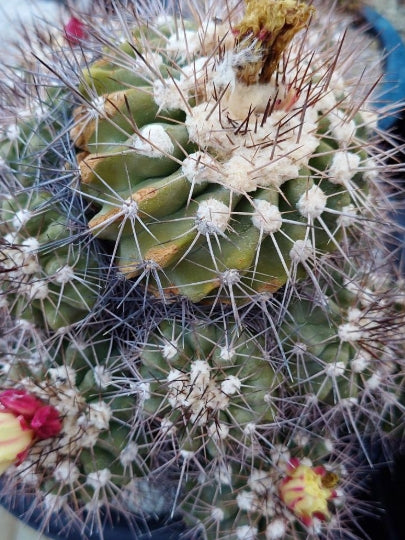 Copiapoa Demon Ball seeds