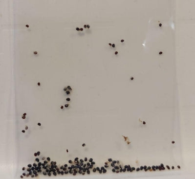 Copiapoa Demon Ball seeds