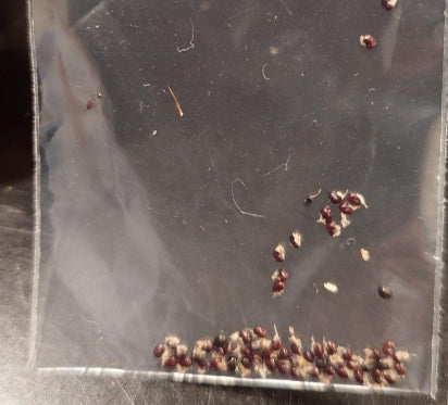 Copiapoa Dragon's Claw Ball seeds