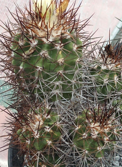 Copiapoa Dragon's Claw Ball seeds