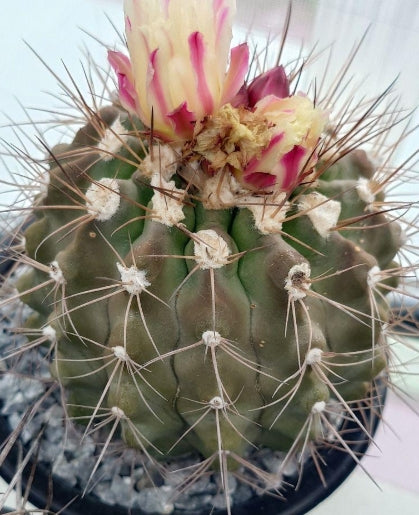 Copiapoa Autumn Frostball seeds
