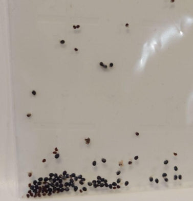 Copiapoa griseoviolacea seeds