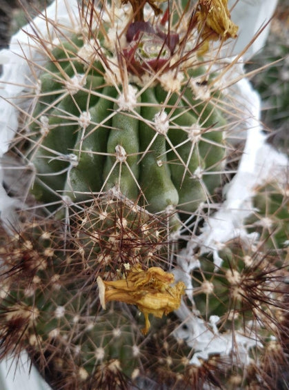 Copiapoa Esmeraldana seeds