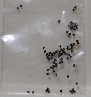 Copiapoa Esmeraldana seeds