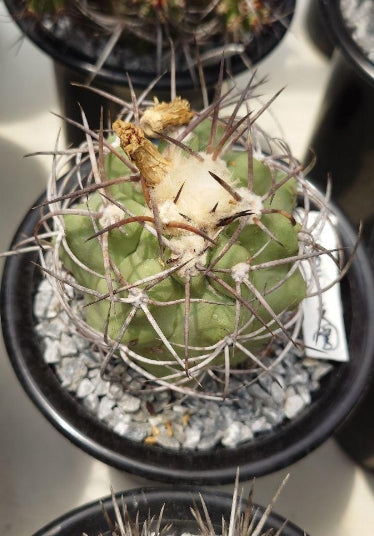 Copiapoa domeykoensis seeds