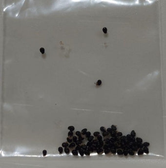 Copiapoa domeykoensis seeds