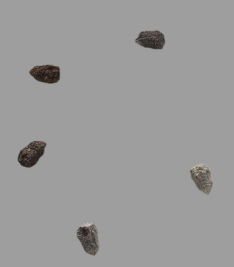 Euphorbia Schoenlandii seeds