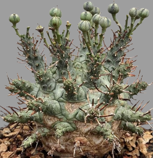 Euphorbia decepta seeds