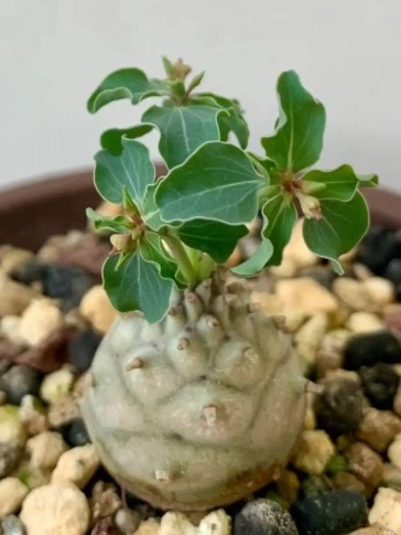 Euphorbia globricauris ( Somalia variety ) seeds