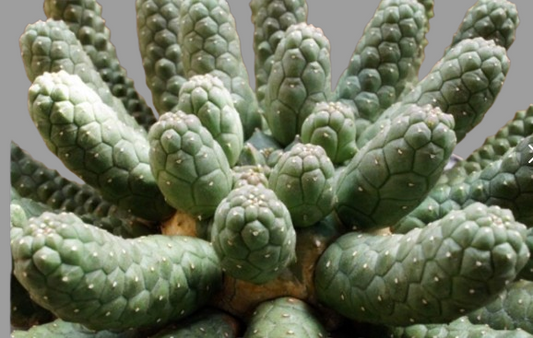 Euphorbia esculenta seeds