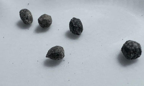 Euphorbia huttonae seeds