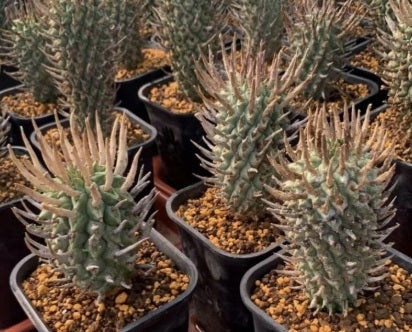 Euphorbia Schoenlandii seeds