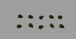 Euphorbia obesa seeds