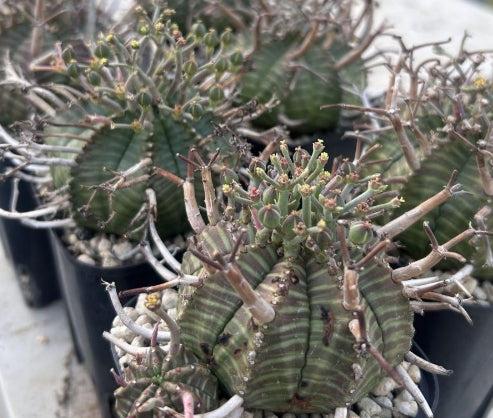 Euphorbia Valida Selected seeds