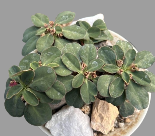 Euphorbia sp.ecklonii seeds