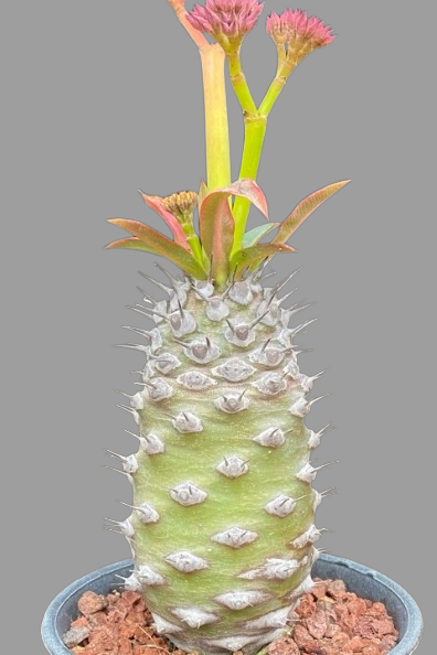 Euphorbia pachypodioides seeds