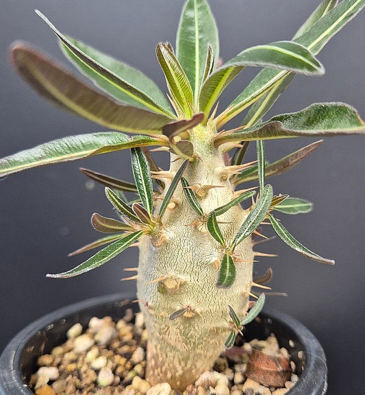 Pachypodium gracilius seeds