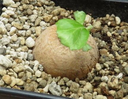 Pterodiscus elliottii seeds