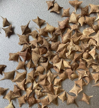 Boswellia neglecta seeds