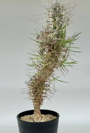 Didierrea madagascariensis seeds
