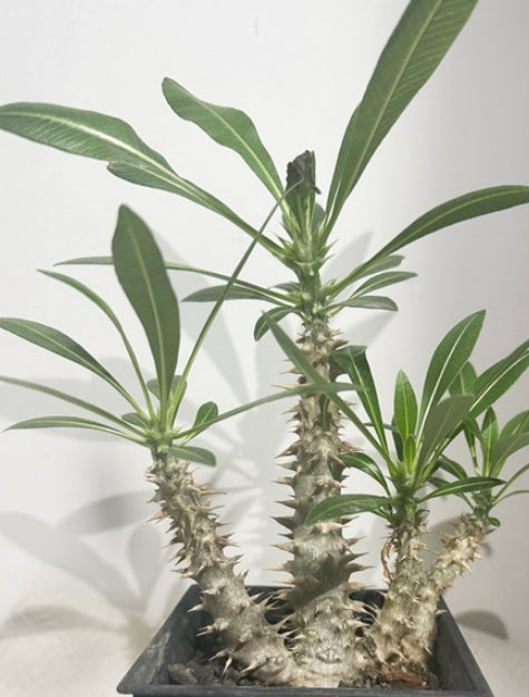 Pachypodium horombense seeds