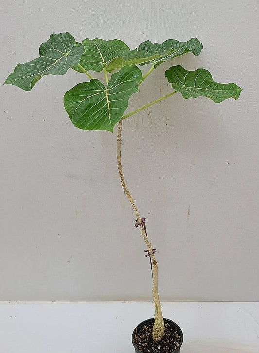 Ficus petiolaris seeds