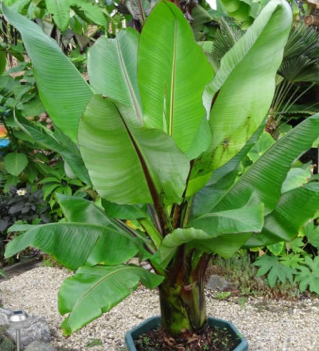 Ensete ventricosum seeds
