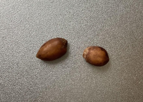 Commiphora Emminii seeds