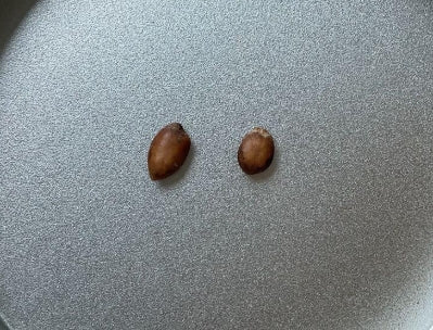 Commiphora Emminii seeds