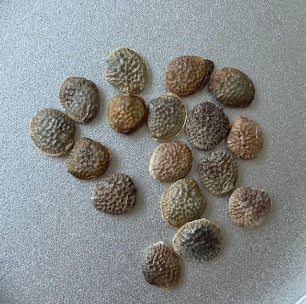 Adenia ballyi seeds