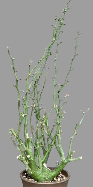 Adenia ballyi seeds