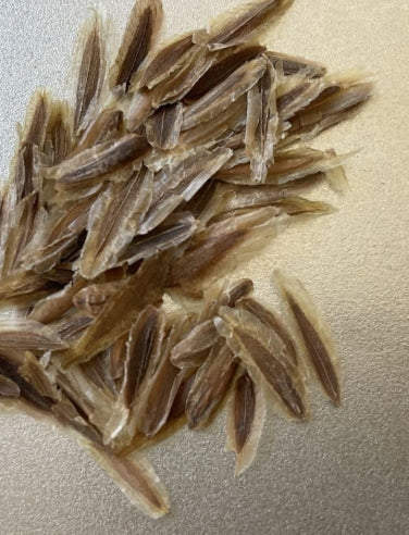 Fouquieria Columnaris seeds