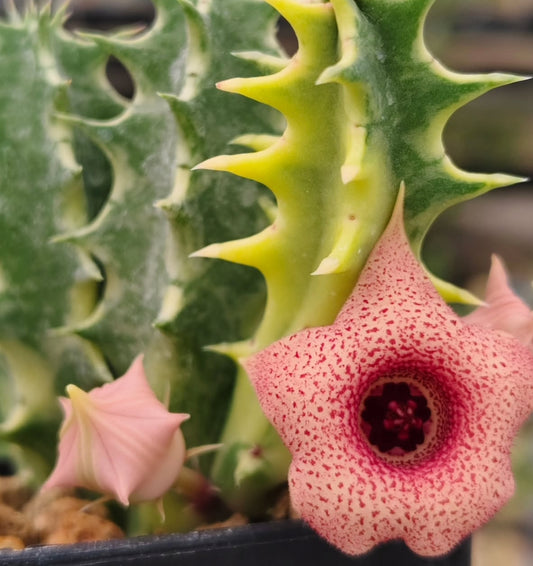 Huernia 'Variegated' seeds
