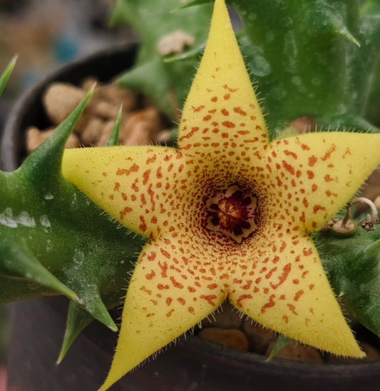 Huernia 'Mango' hybrid seeds