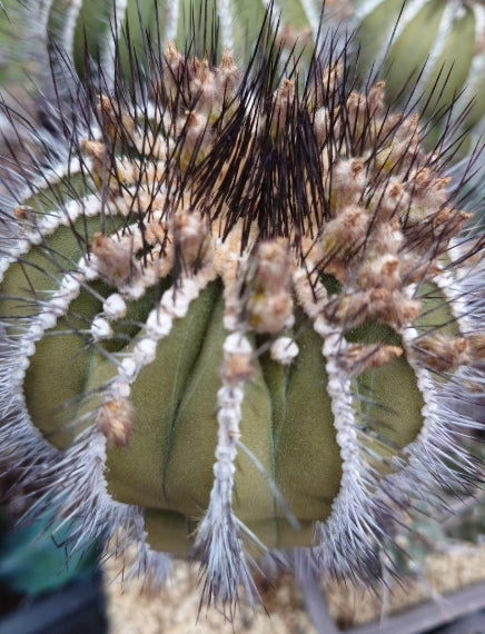 Uebelmannia pectinifera seeds