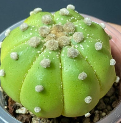 Astrophytum Ruri Helmet Lime Skin seeds