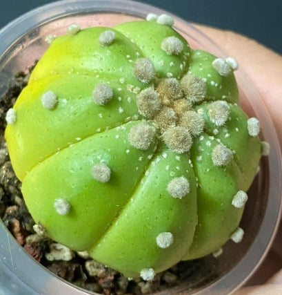 Astrophytum Ruri Helmet Lime Skin seeds
