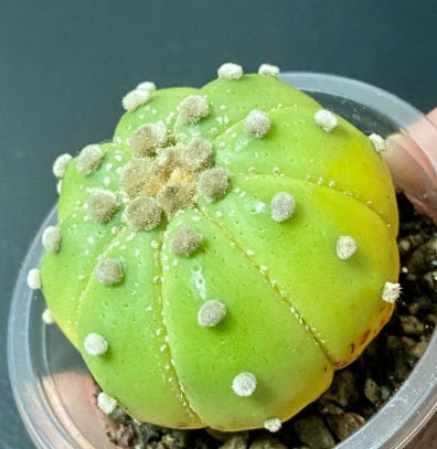 Astrophytum Ruri Helmet Lime Skin seeds
