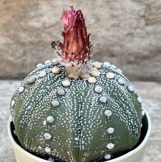 Astrophytum Red Flower Helmet seeds