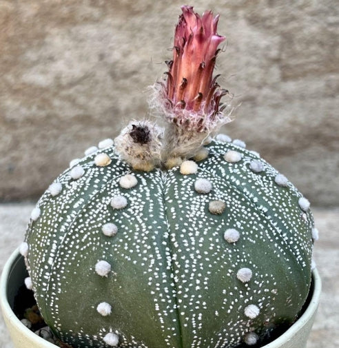 Astrophytum Red Flower Helmet seeds