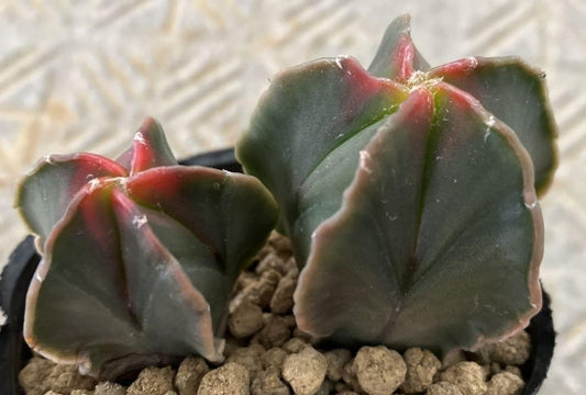 Astrophytum Tortoiseshell Autumn Leaf Phoenix seeds